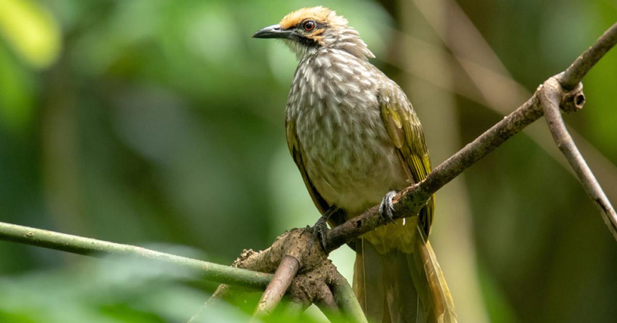 Iconic view of the Song Thrush, or Turdus philomelos, in its habitat.