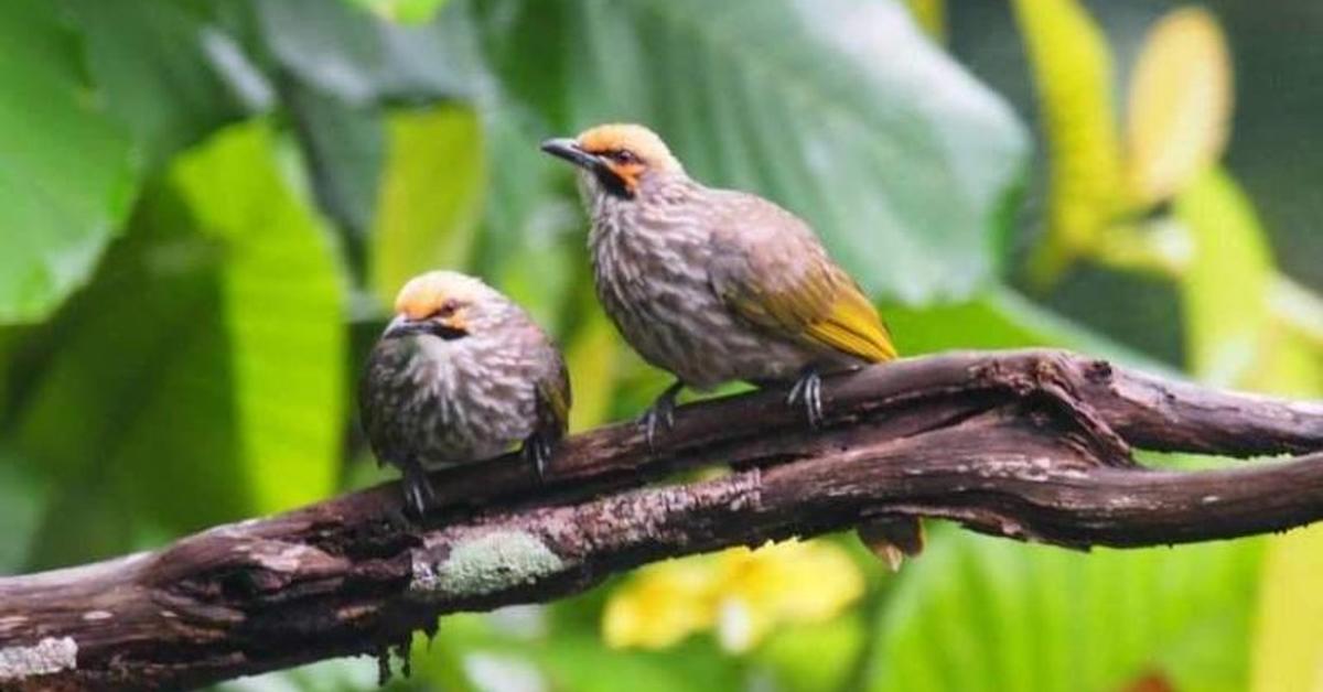 Vivid image of the Song Thrush, or Burung Cucak Rowo in Indonesian context.