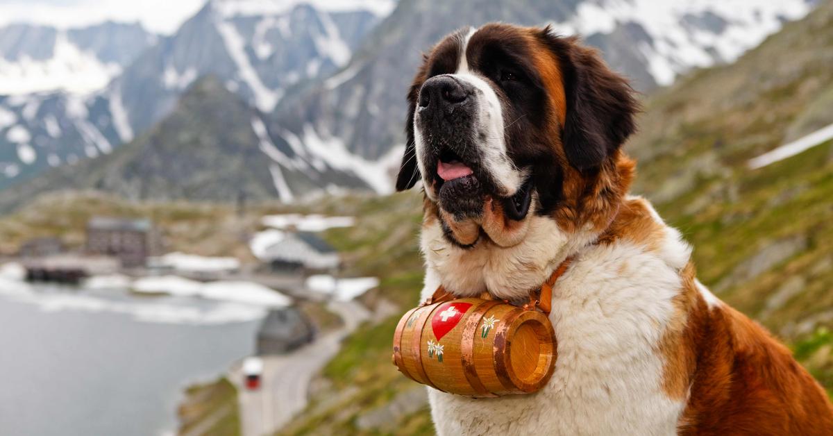 Stunning image of the Saint Bernard (Canis lupus), a wonder in the animal kingdom.