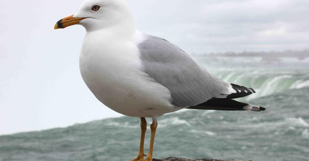 Enchanting Seagull, a species scientifically known as Larus argentatus.