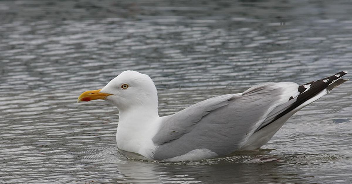 Visual representation of the Seagull, recognized in Indonesia as Burung camar.