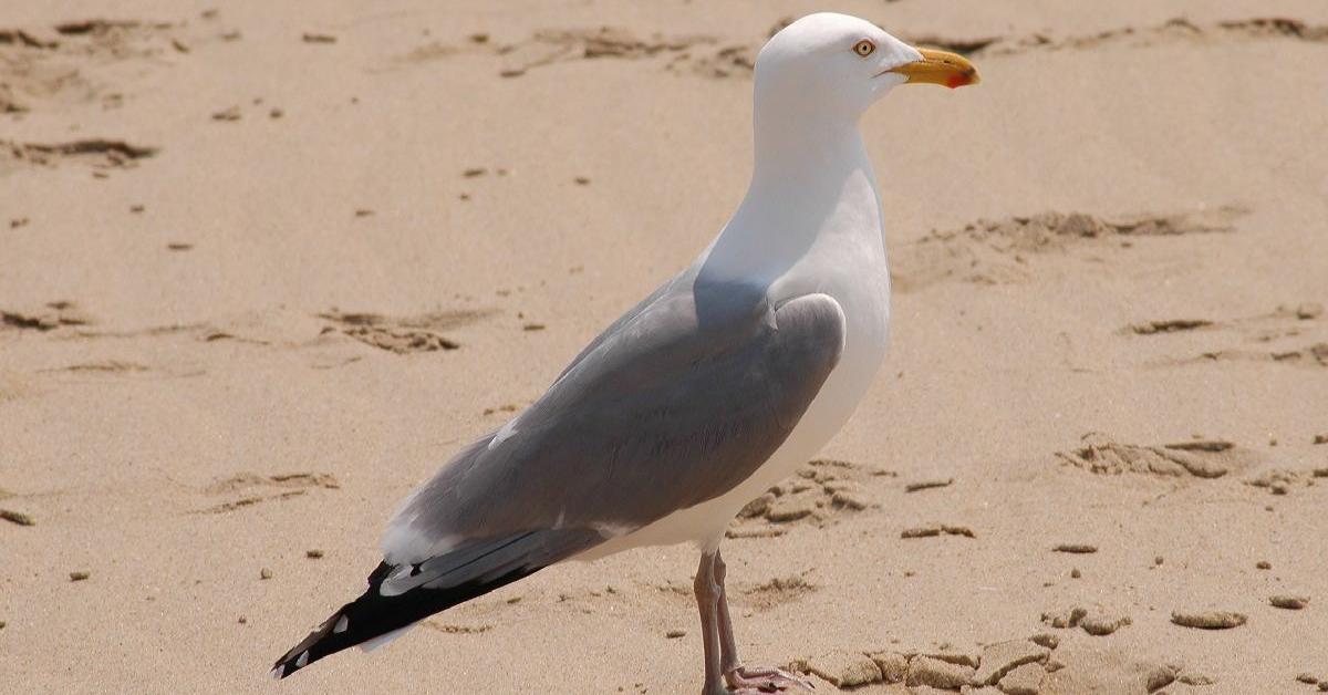 Unique portrayal of the Seagull, also called Burung camar in Bahasa Indonesia.