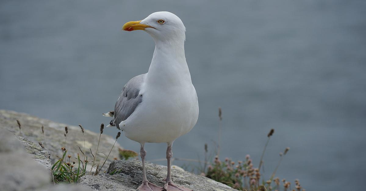 Portrait of a Seagull, a creature known scientifically as Larus argentatus.