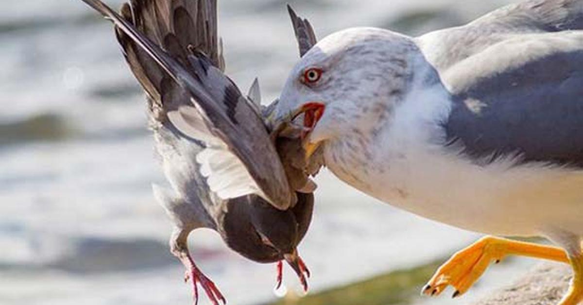 Splendid image of the Seagull, with the scientific name Larus argentatus.