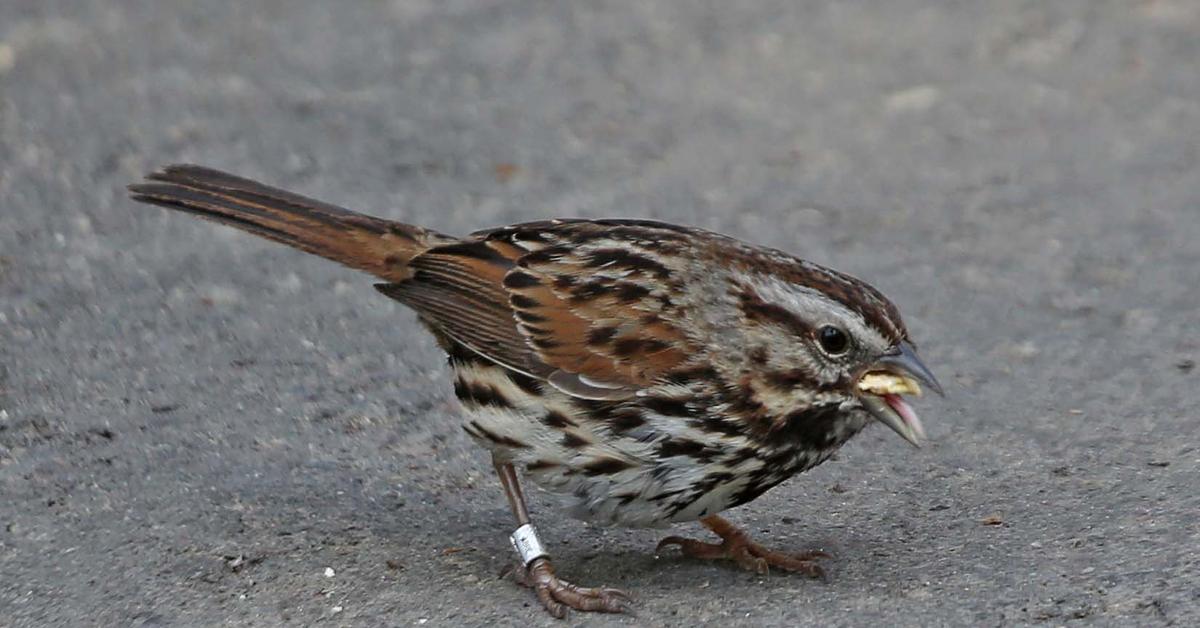 Portrait of a Song Sparrow, a creature known scientifically as Melospiza melodia.