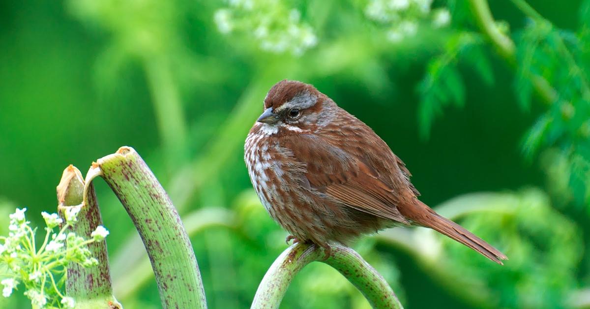 The majestic Song Sparrow, also called Burung Pemikat in Indonesia, in its glory.