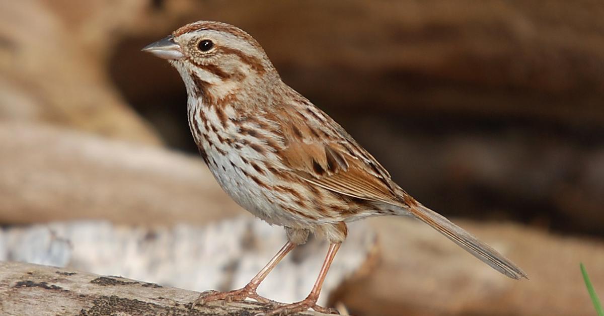 Engaging shot of the Song Sparrow, recognized in Indonesia as Burung Pemikat.