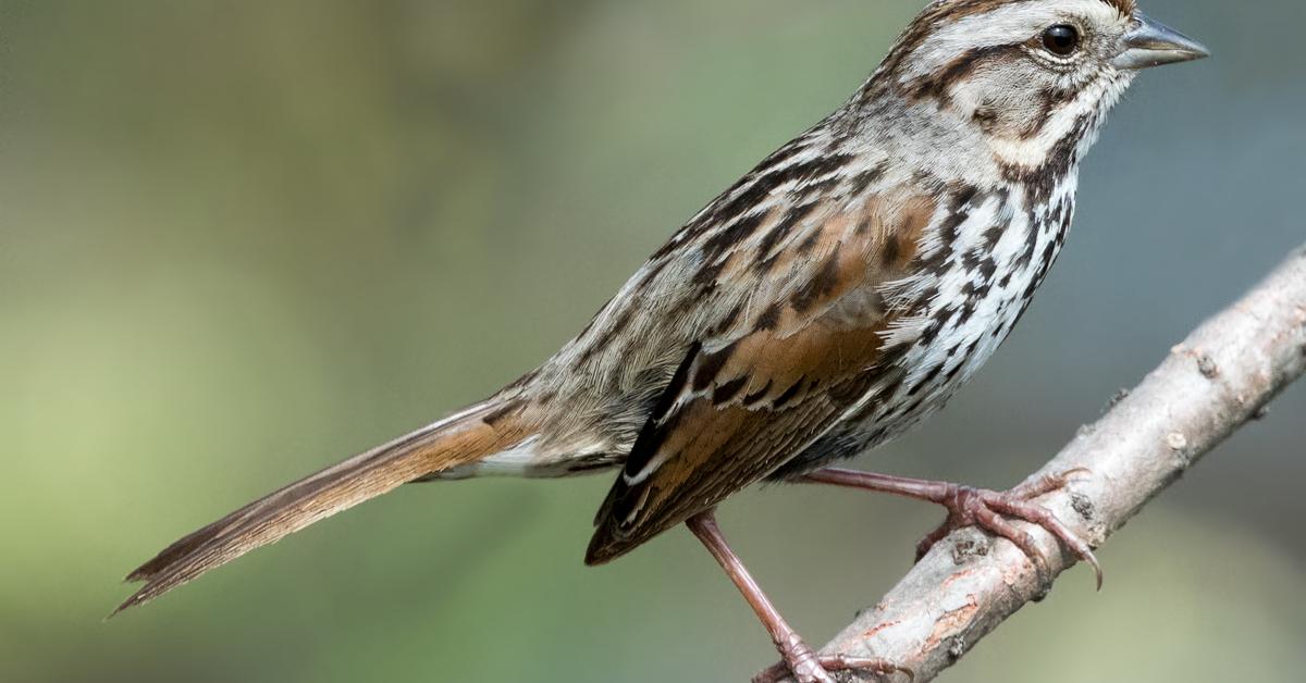 Graceful Song Sparrow, a creature with the scientific name Melospiza melodia.