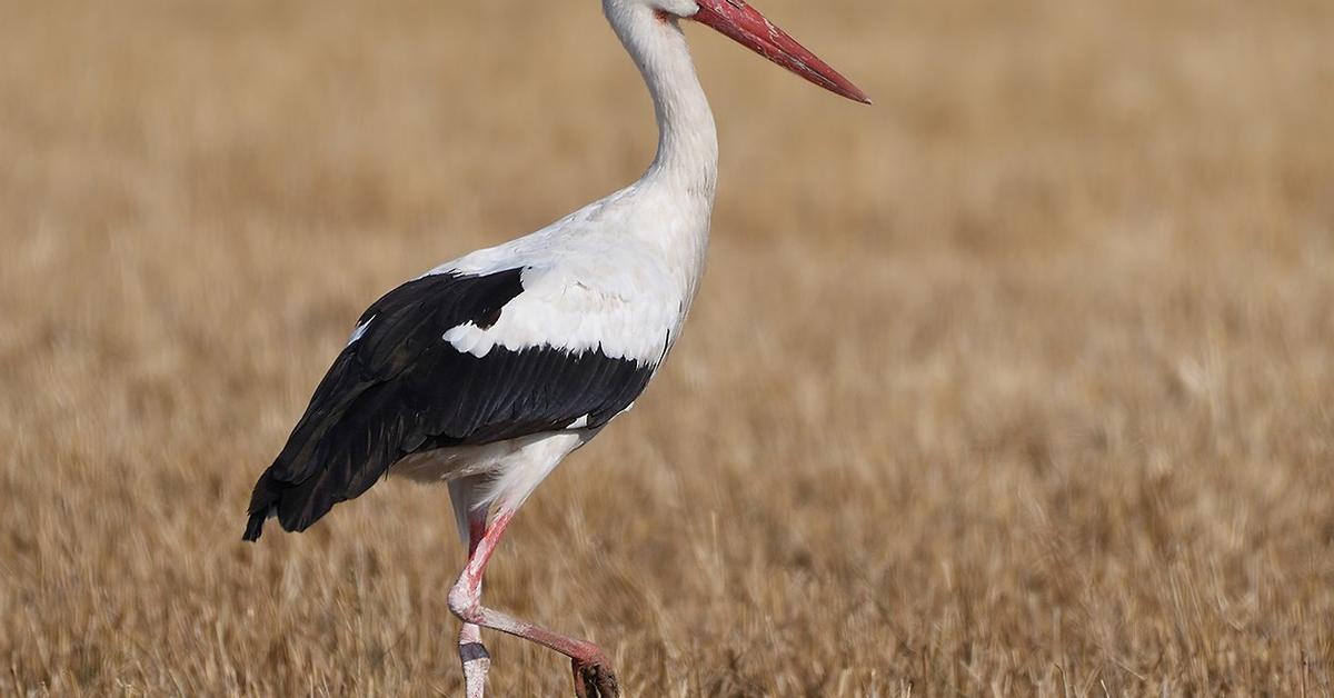 The Stork, a beautiful species also known as Bangau in Bahasa Indonesia.