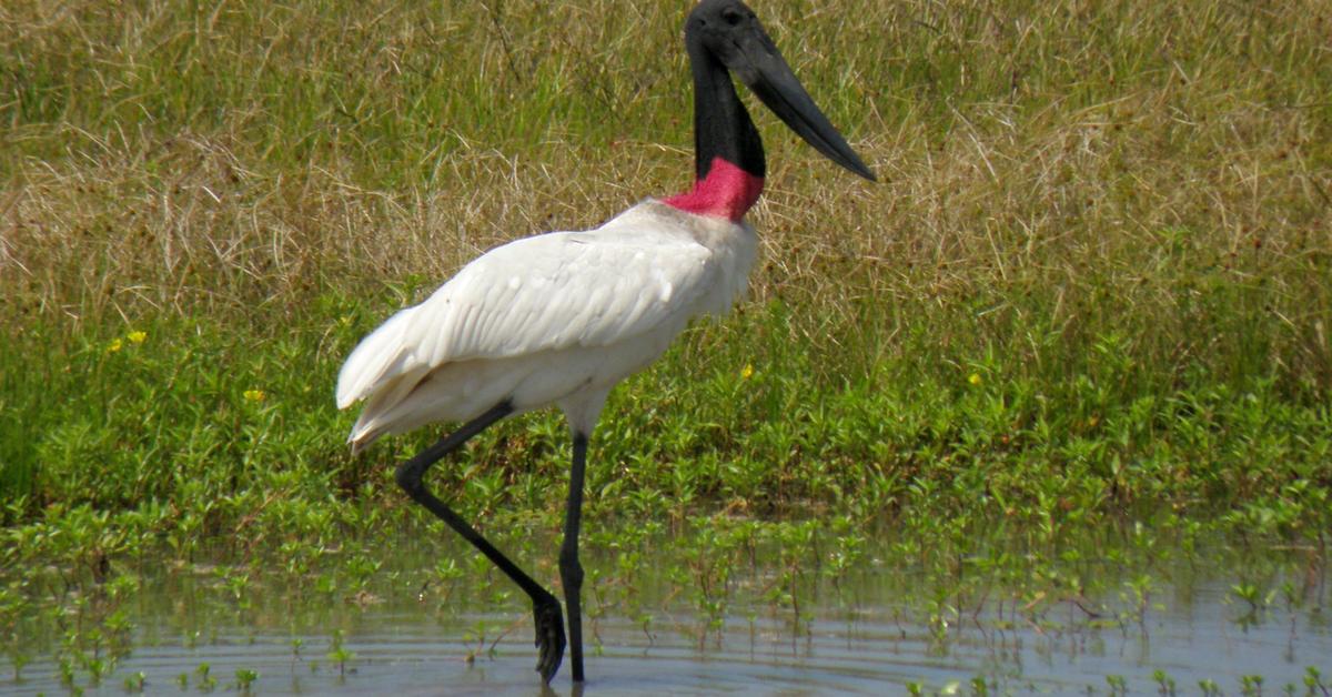 The fascinating Stork, scientifically known as Ciconiidae.