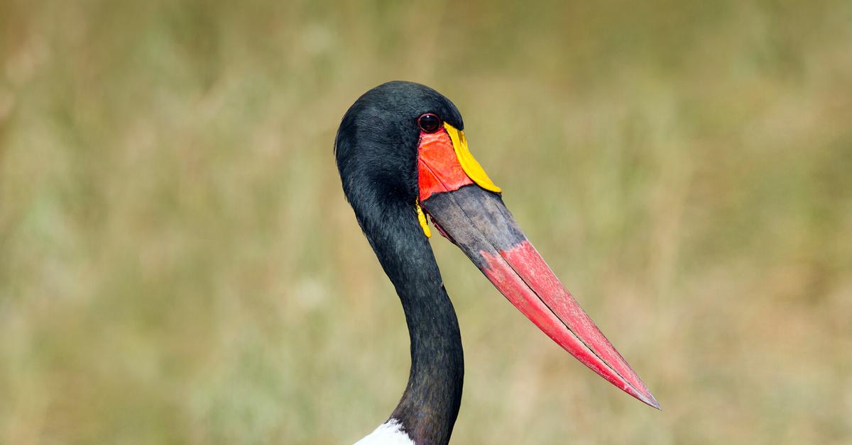 Visual representation of the Stork, recognized in Indonesia as Bangau.