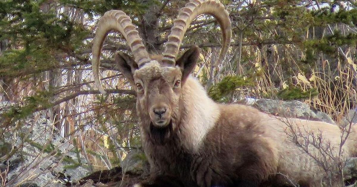 Engaging shot of the Siberian Ibex, recognized in Indonesia as Ibex Siberia.