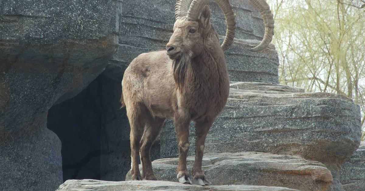 The elegant Siberian Ibex (Capra sibirica), a marvel of nature.