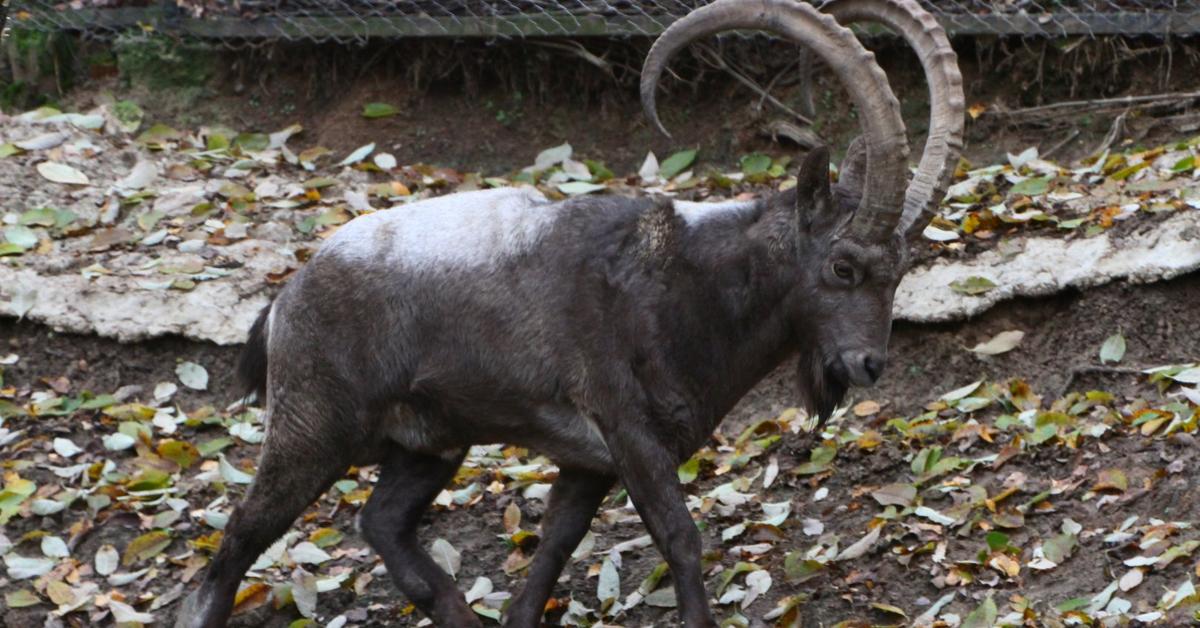 Charming view of the Siberian Ibex, in Indonesia referred to as Ibex Siberia.