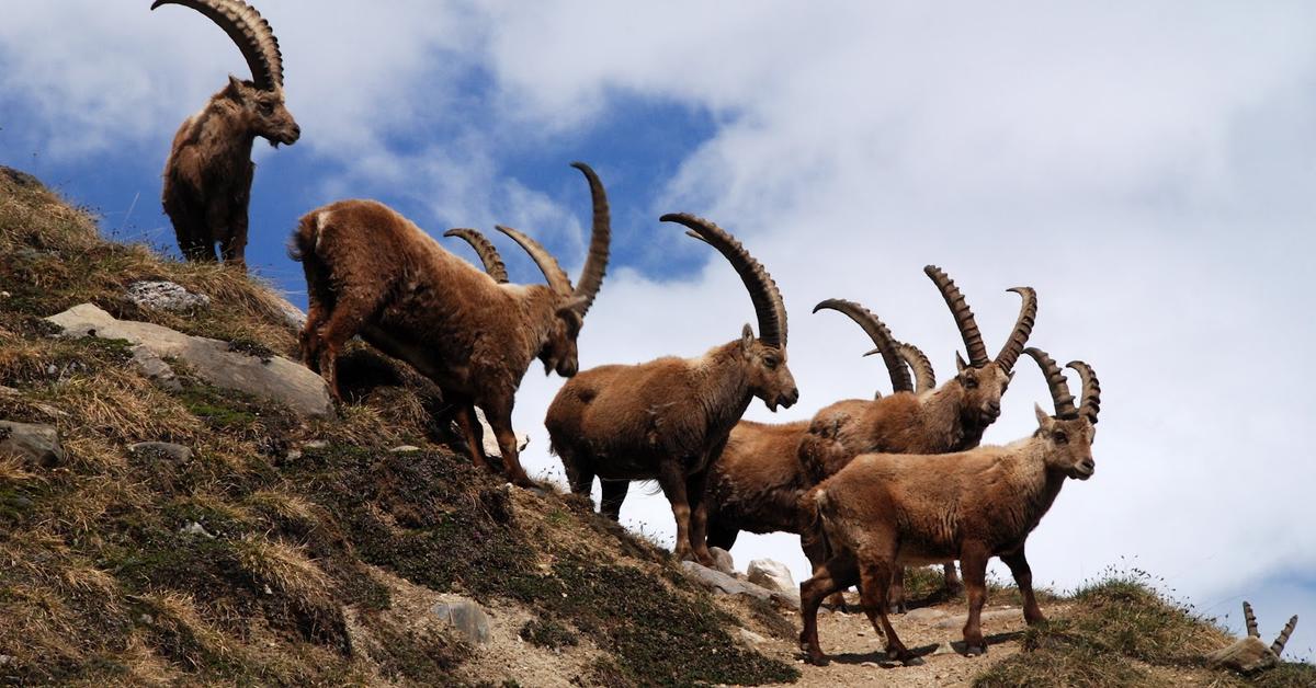 Elegant Siberian Ibex in its natural habitat, called Ibex Siberia in Indonesia.