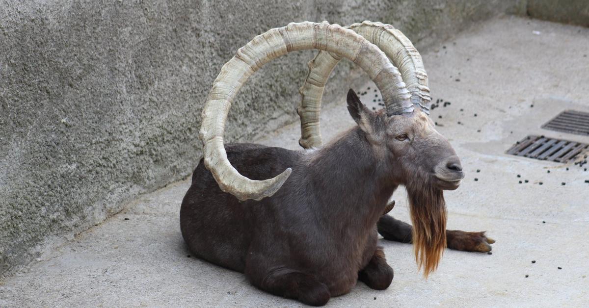 The majestic Siberian Ibex, also called Ibex Siberia in Indonesia, in its glory.