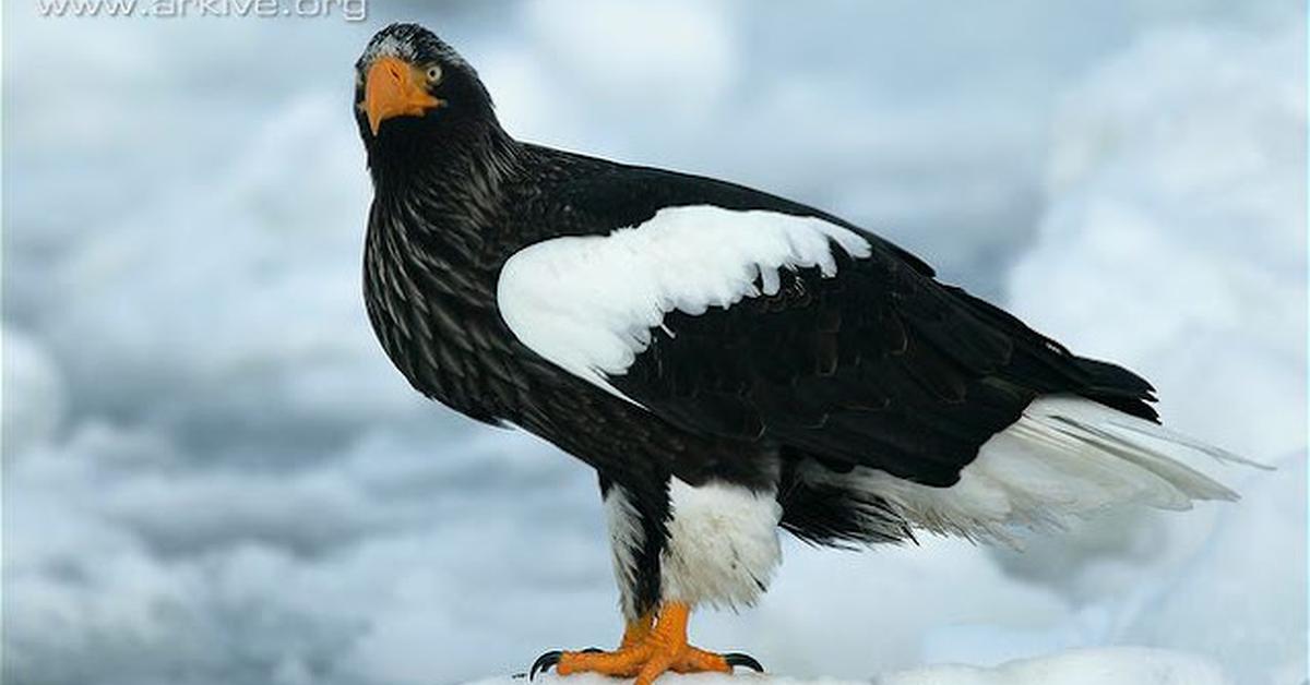 The Sea Eagle, a species known as Haliaeetus, in its natural splendor.