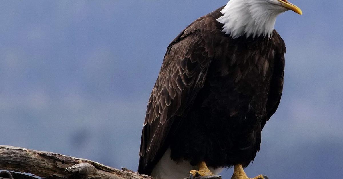 Insightful look at the Sea Eagle, known to Indonesians as Elang Laut.