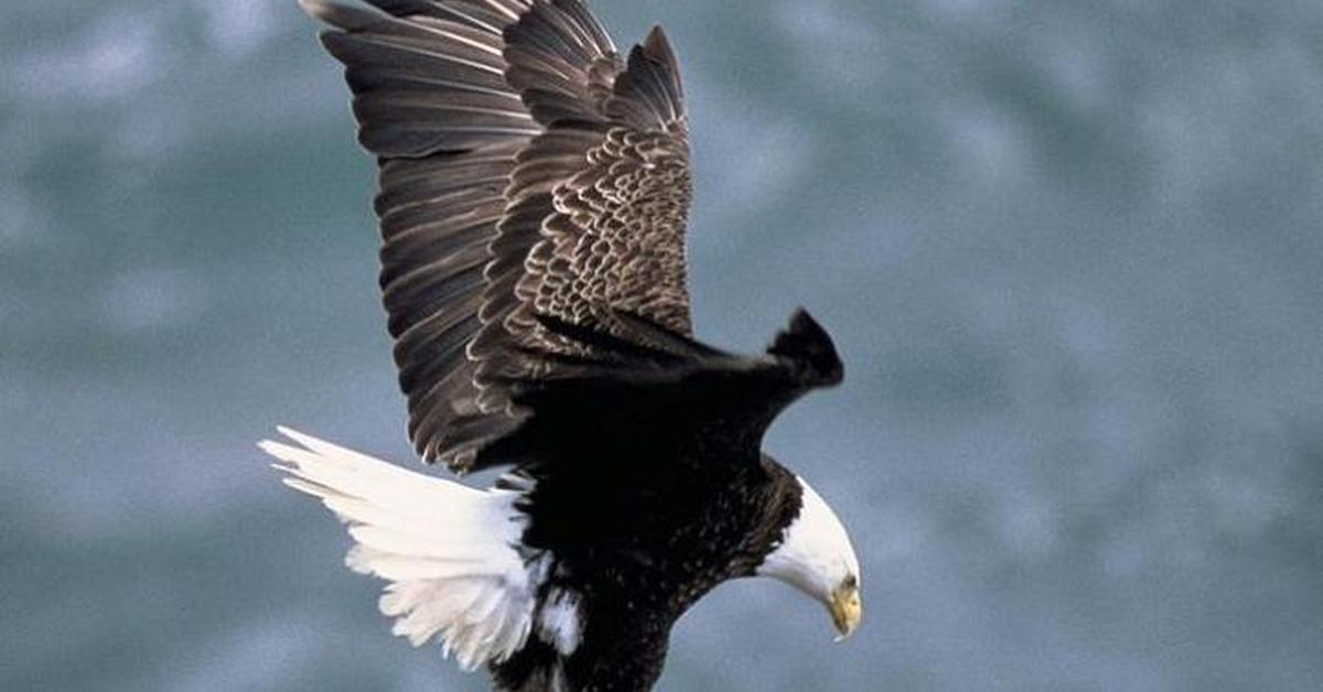 Image showcasing the Sea Eagle, known in Indonesia as Elang Laut.