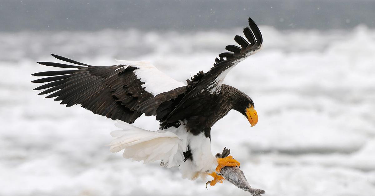 Unique portrayal of the Sea Eagle, also called Elang Laut in Bahasa Indonesia.