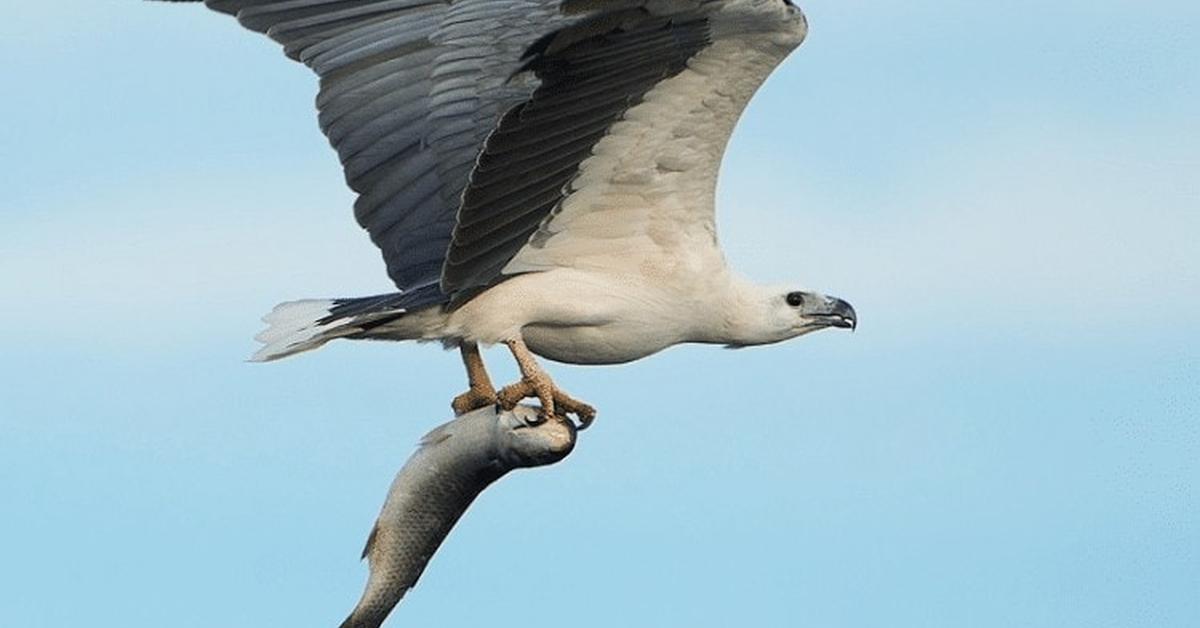 Captured moment of the Sea Eagle, in Indonesia known as Elang Laut.