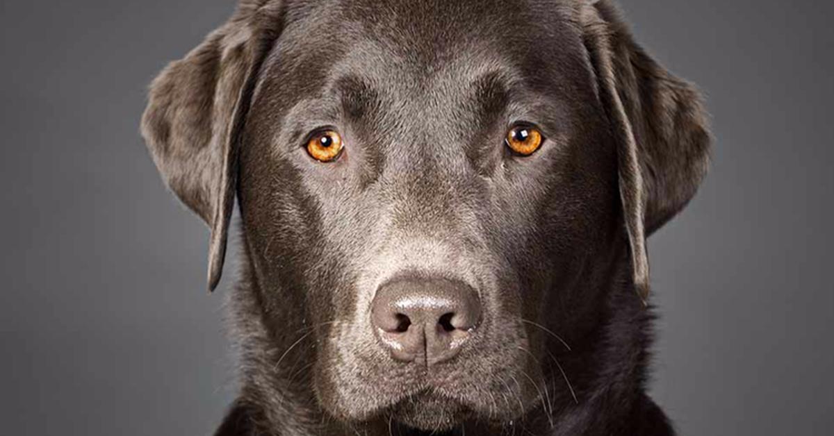 Visual representation of the Sable Black German Shepherd, recognized in Indonesia as Anjing Jerman Hitam Sable.