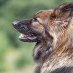 Splendid image of the Sable Black German Shepherd, with the scientific name Canis lupus.