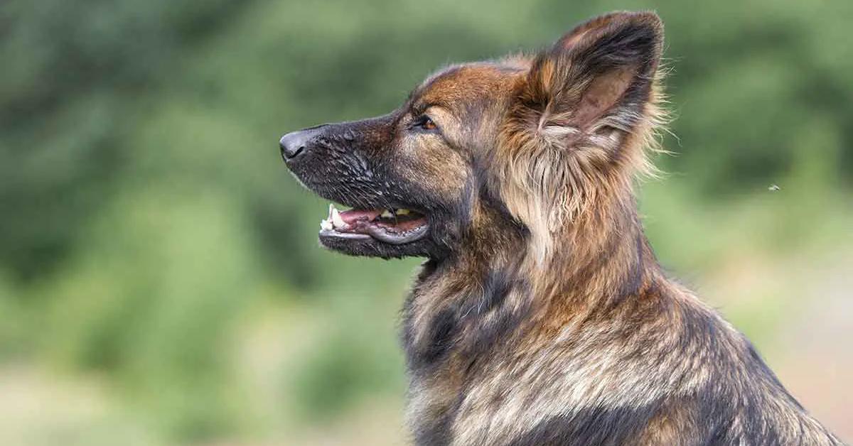 The elegant Sable Black German Shepherd (Canis lupus), a marvel of nature.