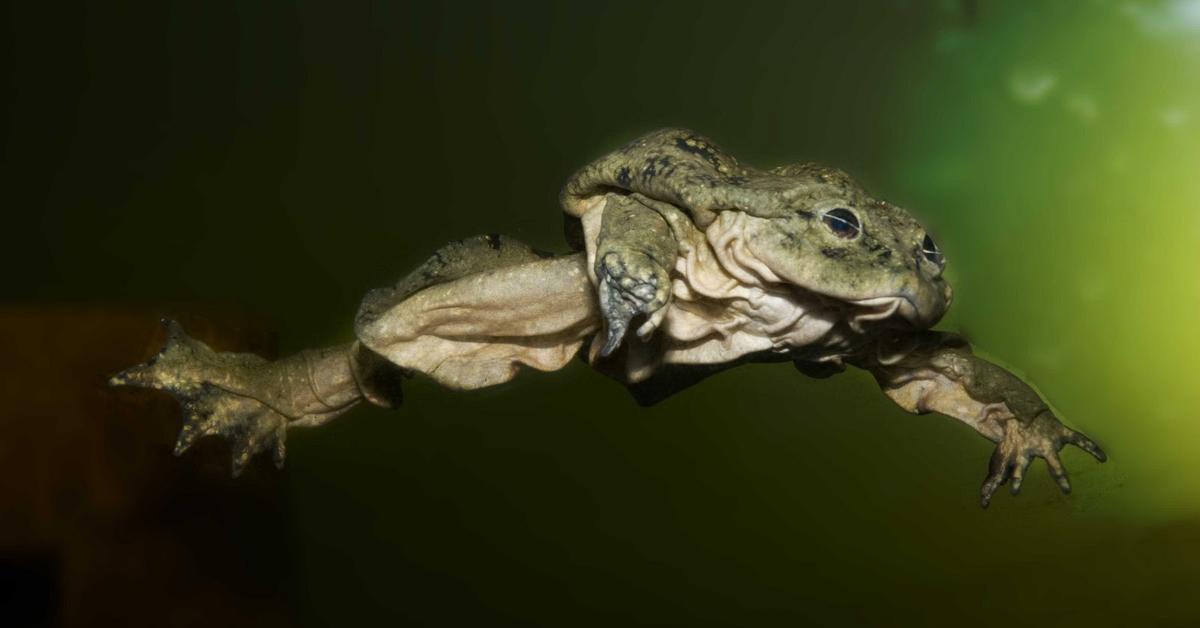 Captured moment of the Scrotum Frog, in Indonesia known as Katak Skrotum.