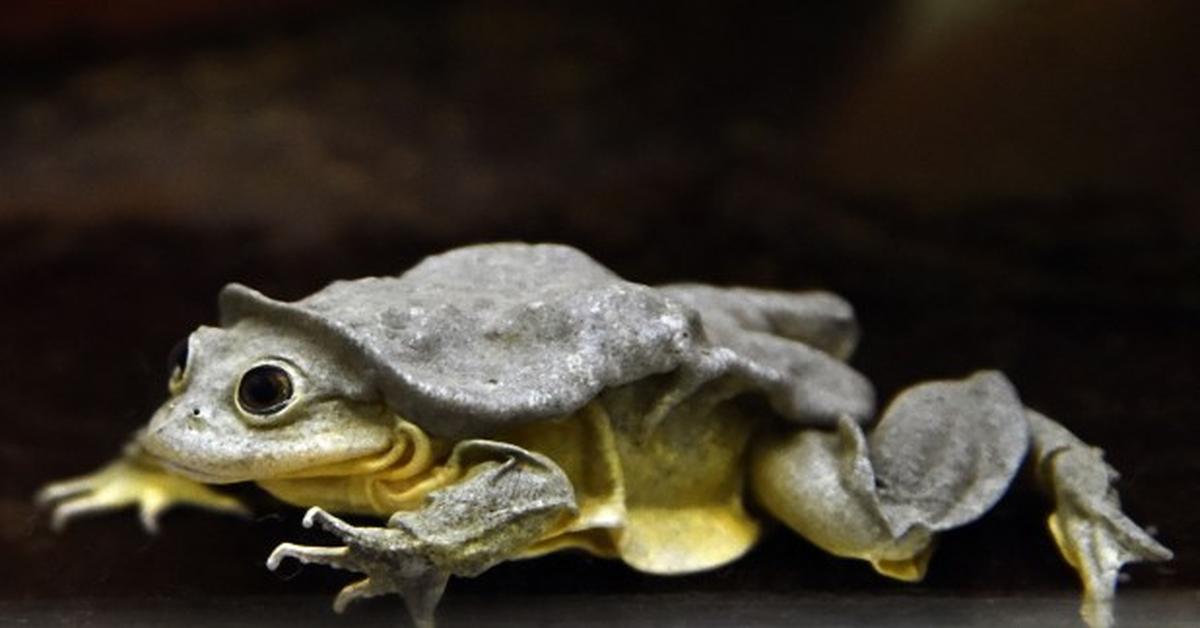 The Scrotum Frog, an example of Telmatobius culeus, in its natural environment.