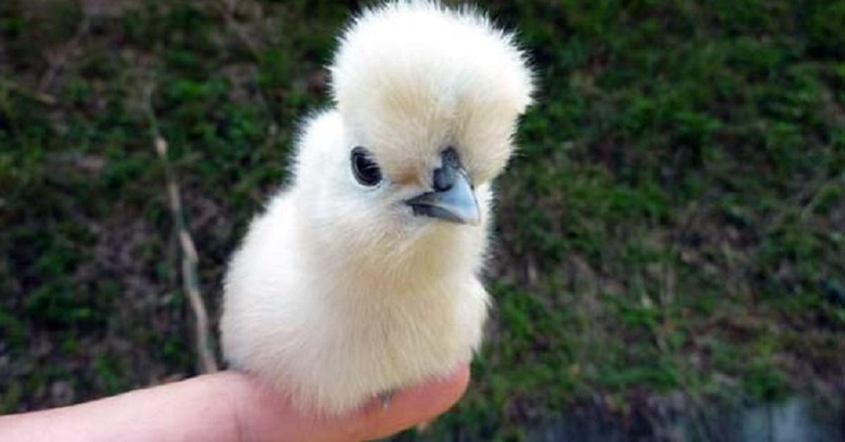 The majestic Silkie Chicken, also called Ayam Silkie in Indonesia, in its glory.