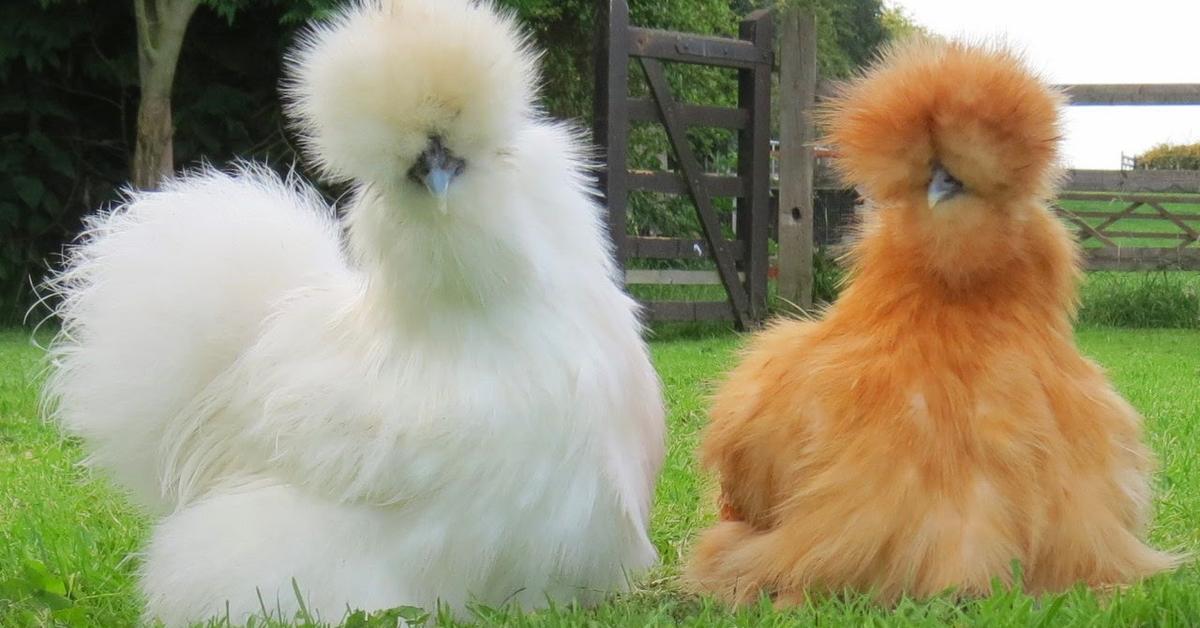 The remarkable Silkie Chicken (Gallus gallus), a sight to behold.