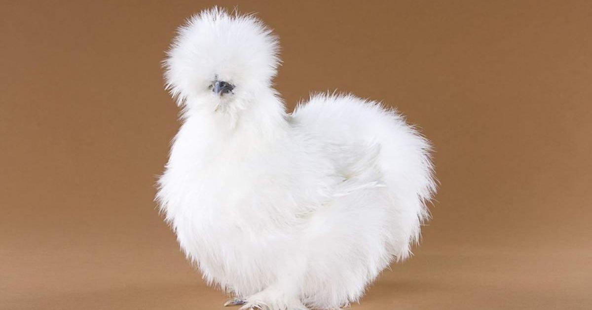 Visual representation of the Silkie Chicken, recognized in Indonesia as Ayam Silkie.