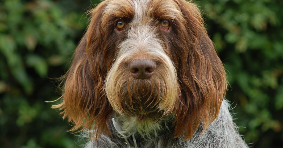 Vibrant snapshot of the Spinone Italiano, commonly referred to as Anjing Spinone Italiano in Indonesia.