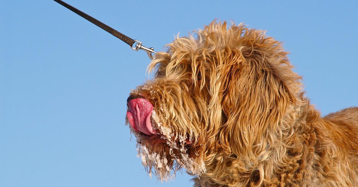 Striking appearance of the Spinone Italiano, known in scientific circles as Canis lupus.