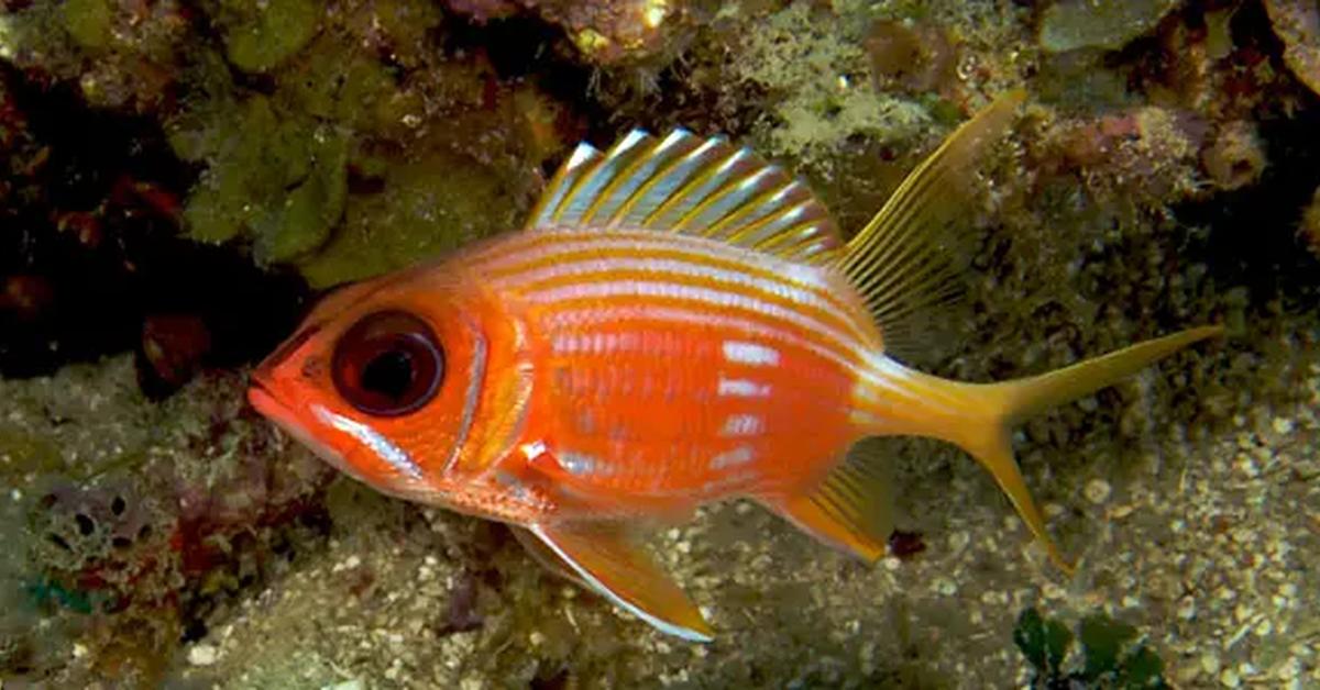 Unique portrayal of the Squirrelfish, also called Ikan Tupai in Bahasa Indonesia.