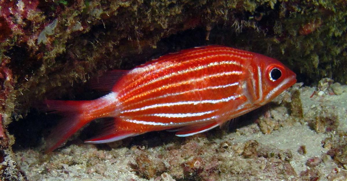 Natural elegance of the Squirrelfish, scientifically termed Holocentrus adscensionis.