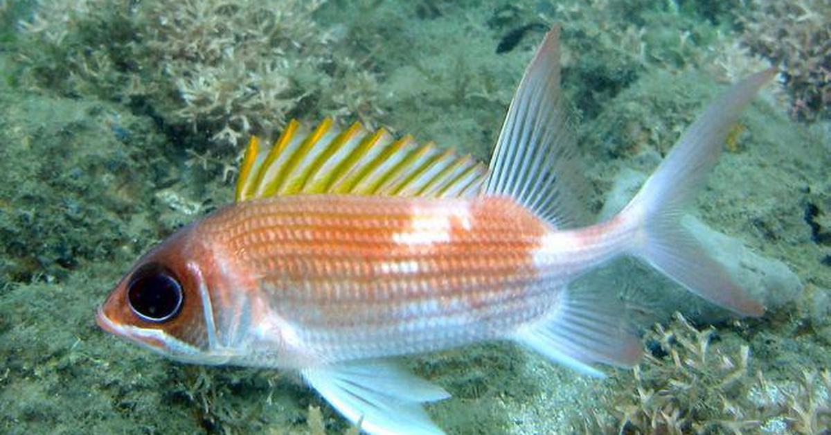 Picture of Squirrelfish, known in Indonesia as Ikan Tupai.