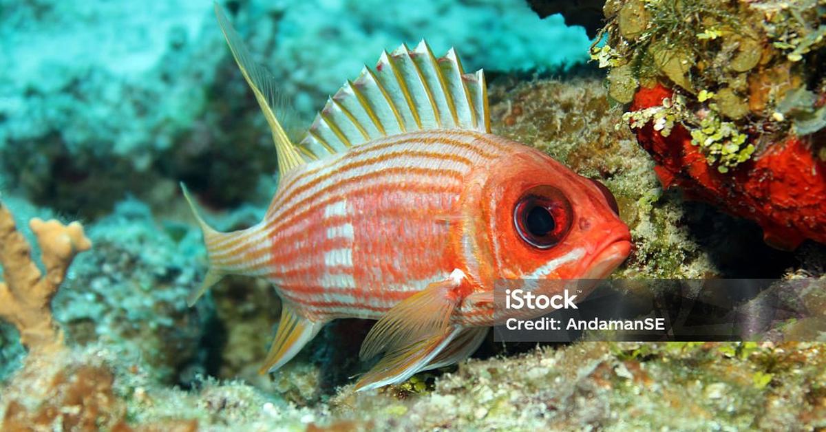 The fascinating Squirrelfish, scientifically known as Holocentrus adscensionis.