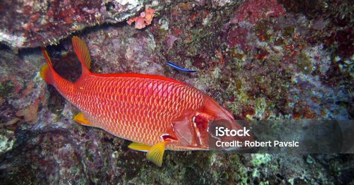 Engaging shot of the Squirrelfish, recognized in Indonesia as Ikan Tupai.