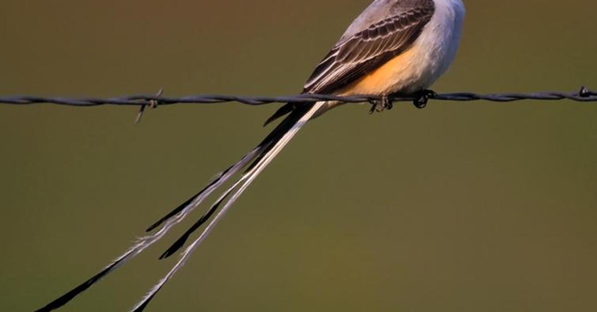 The fascinating Scissor-Tailed Flycatcher, scientifically known as Tyrannus forficatus.