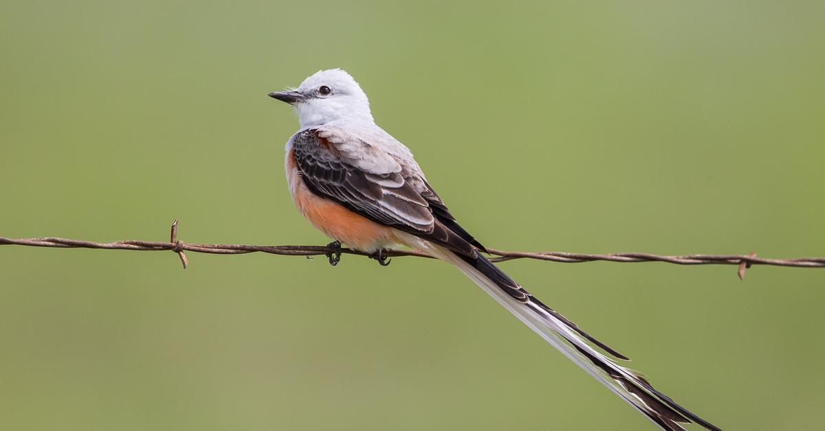 A look at the Scissor-Tailed Flycatcher, also recognized as Burung Cekakak Ekor Gunting in Indonesian culture.