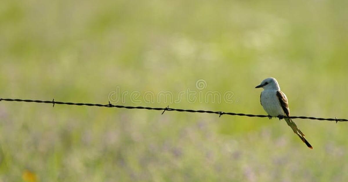 Vibrant snapshot of the Scissor-Tailed Flycatcher, commonly referred to as Burung Cekakak Ekor Gunting in Indonesia.