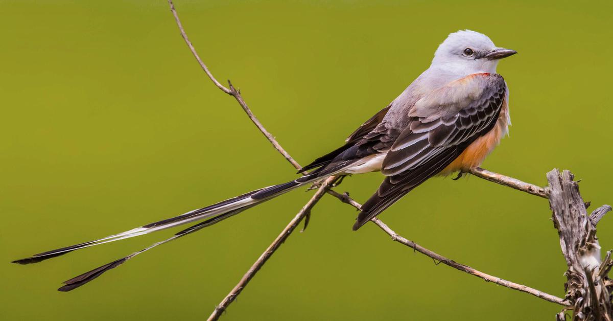 Picture of Scissor-Tailed Flycatcher, known in Indonesia as Burung Cekakak Ekor Gunting.