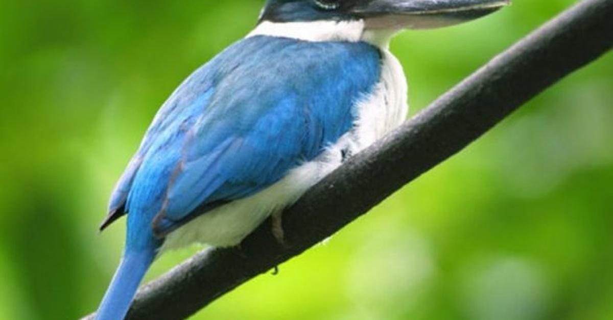 Glimpse of the Scissor-Tailed Flycatcher, known in the scientific community as Tyrannus forficatus.