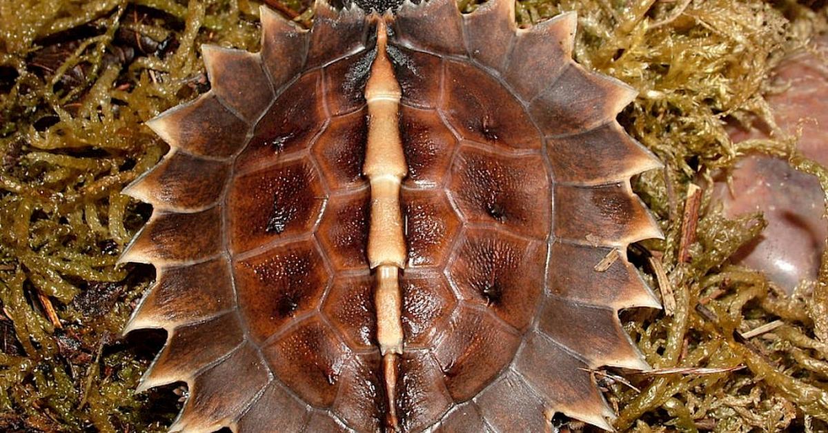 A look at the Spiny Hill Turtle, also recognized as Kura-kura Bukit Berduri in Indonesian culture.