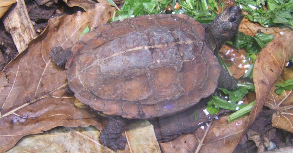 Graceful Spiny Hill Turtle, a creature with the scientific name Heosemys spinosa.