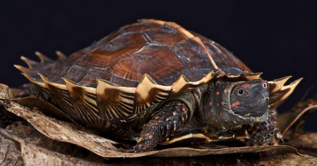 Striking appearance of the Spiny Hill Turtle, known in scientific circles as Heosemys spinosa.