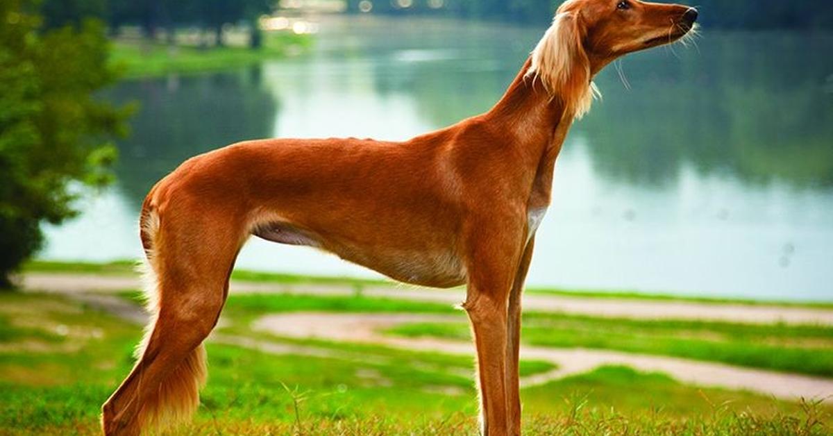 Photographic depiction of the unique Saluki, locally called Anjing Saluki.