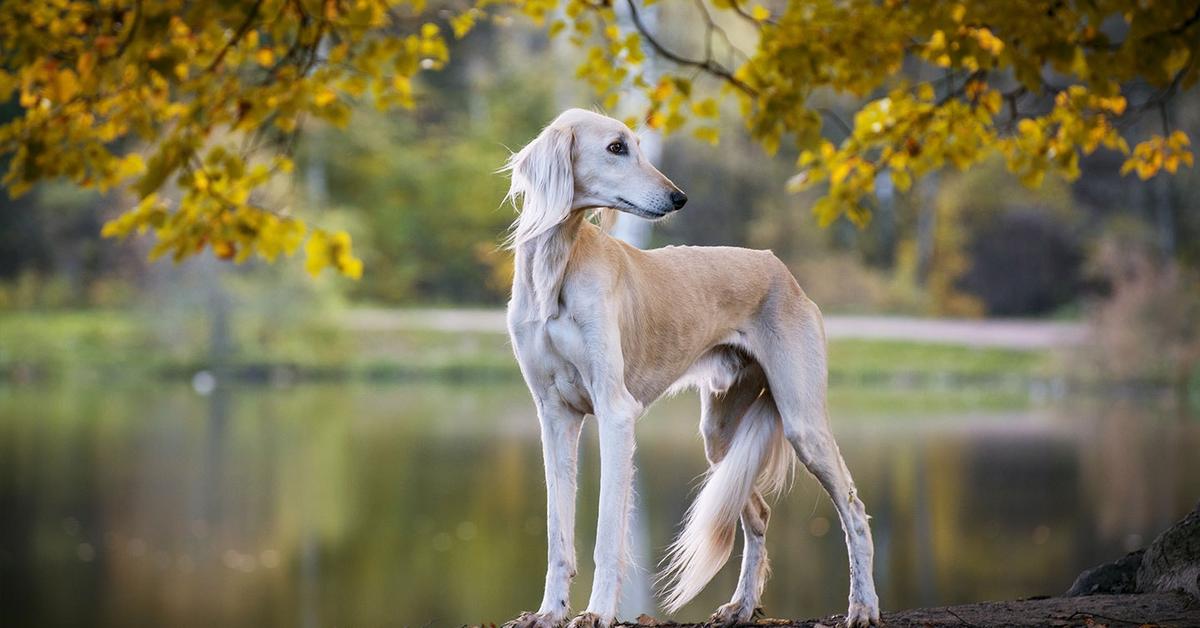 Captured elegance of the Saluki, known in Indonesia as Anjing Saluki.